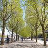 Scientists model impact of green infrastructure on city centre traffic pollution