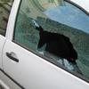 Violence, car thefts and burglaries driving rise in crime