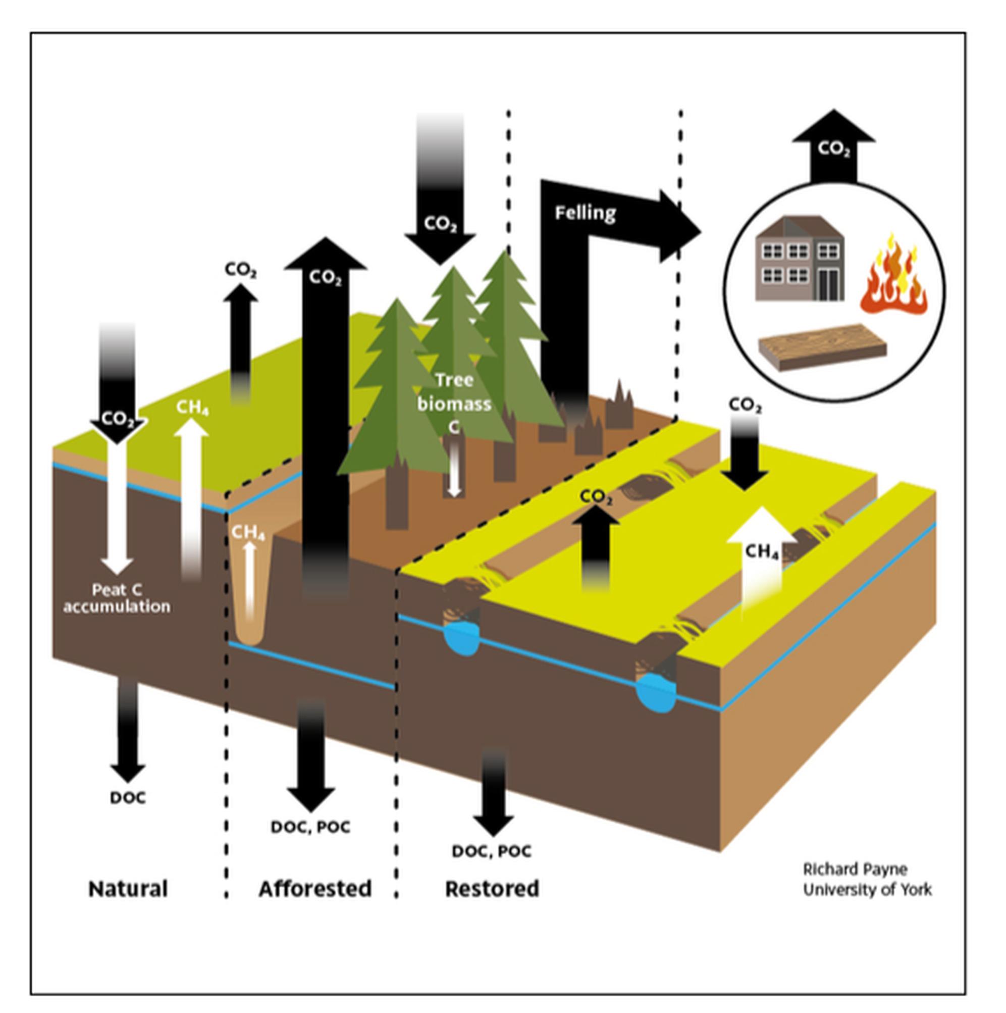 Conceptual diagram of key carbon cycle pathways and changes with peatland afforestation and restoration (Payne & Jessop 2018)