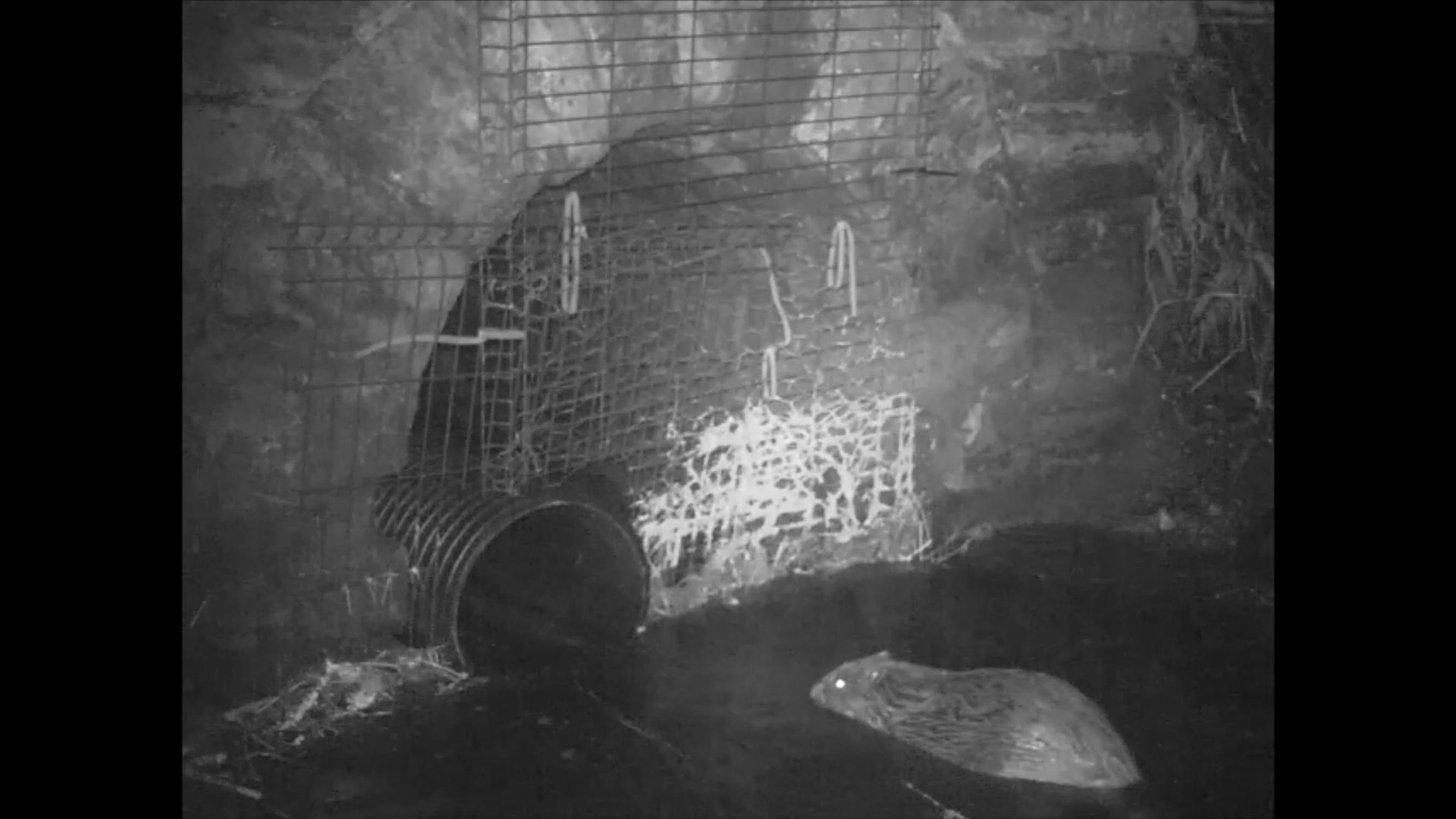 The Perthshire beaver tunnel