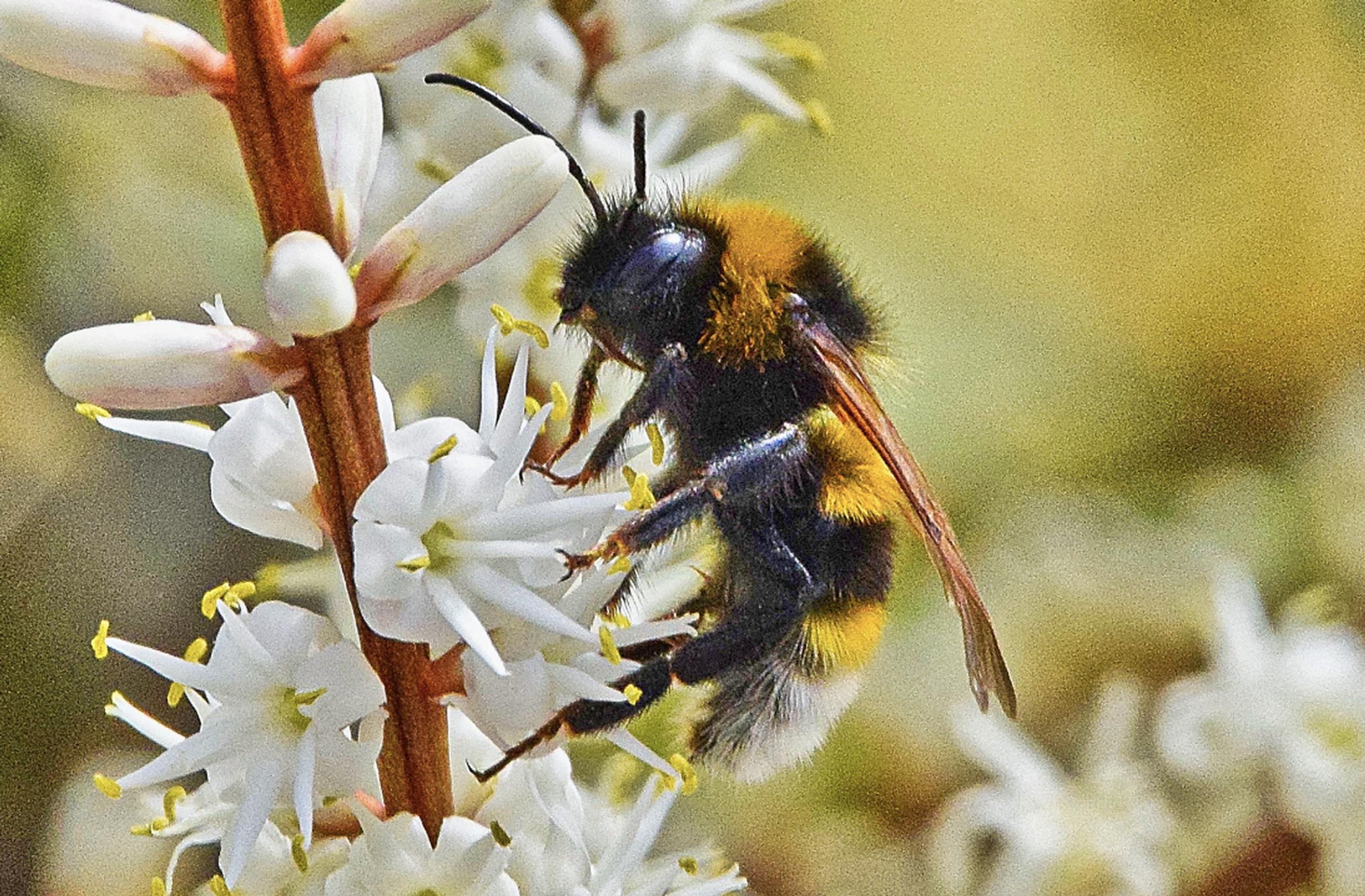 Worcestershire County Council hopes its sedum-roofed bus stop will boost bee numbers (Steve Douglas/Unsplash)