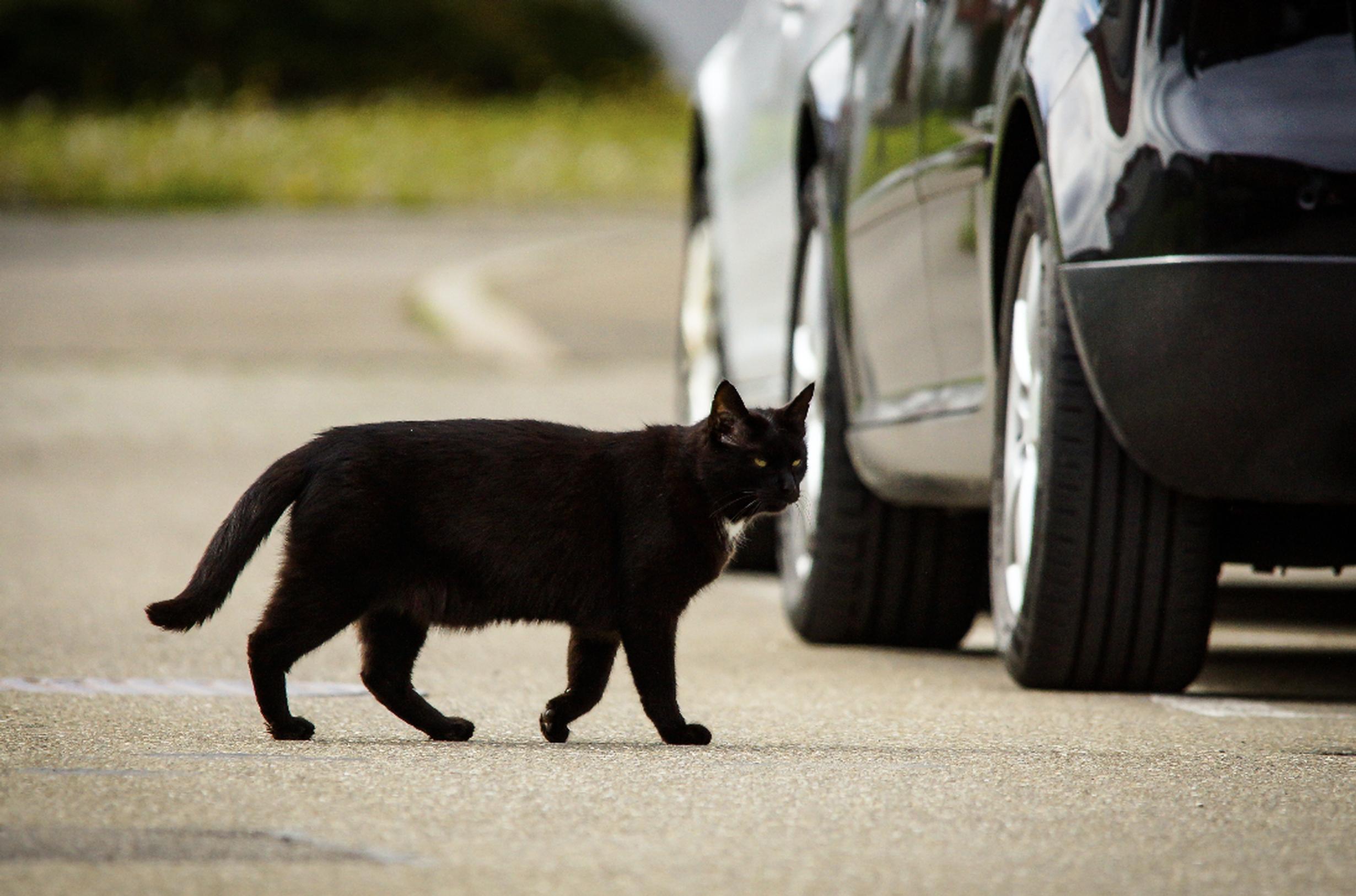 230,000 cats are hit by cars every year, that is an 630 every day