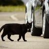 Cat hit-and-runs must stop, warns road safety charity