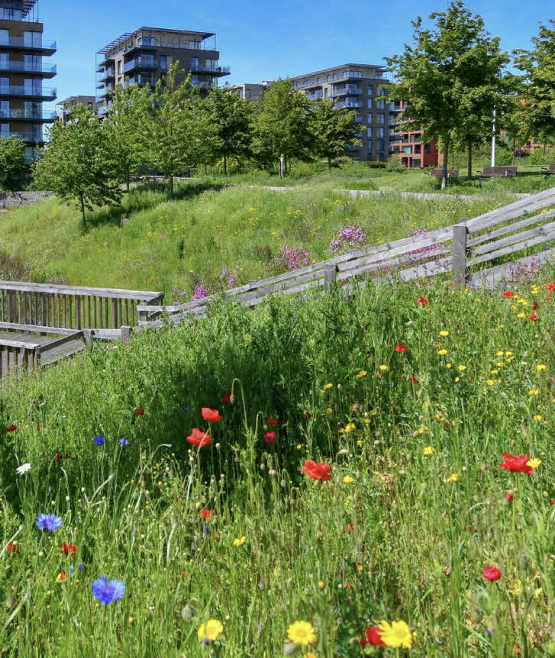 Kidbrooke Village which is being developed by Berkeley Homes, adopted the Biodiversity Net Gain principles on a voluntary basis. The site includes species-rich meadows and wetland