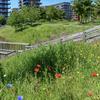 Biodiversity Net Gain requirements set out in new Government plan