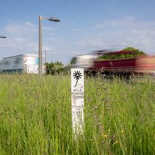 TfL to plant more wildflower verges on highways and roundabo