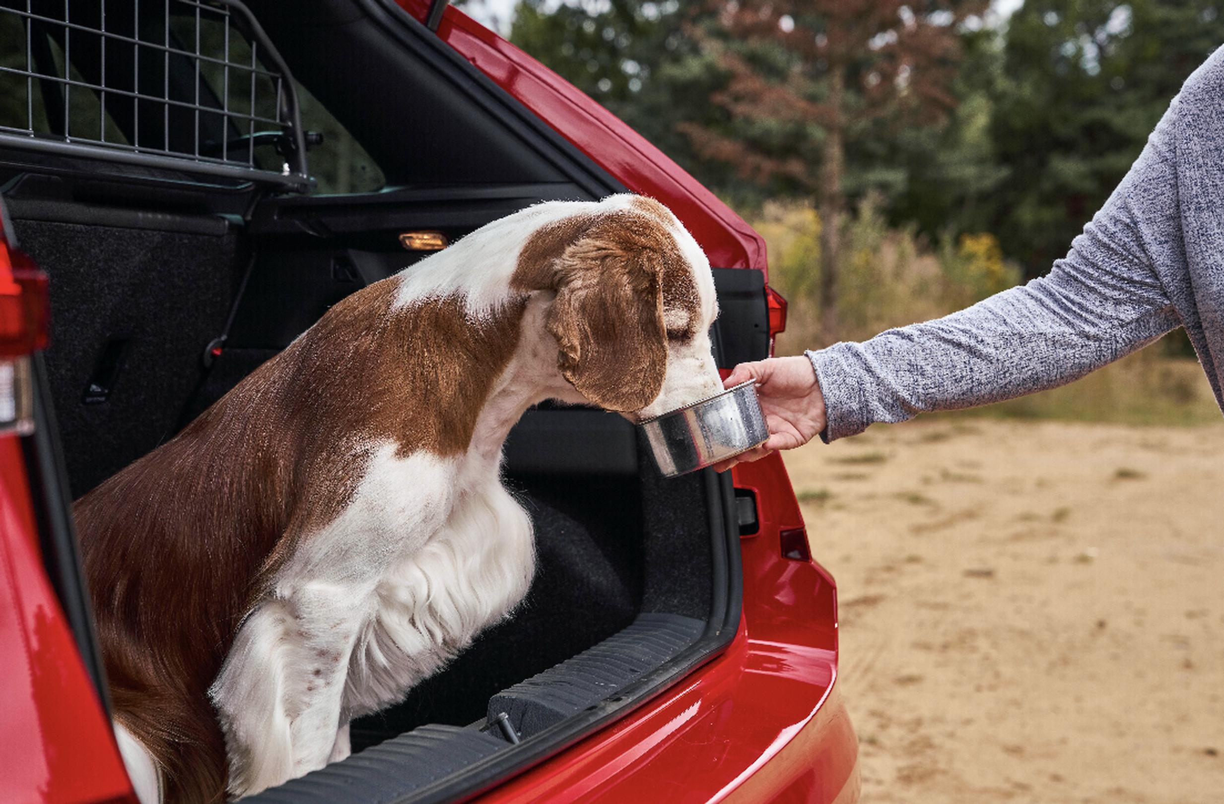 Dogs need to be kept hydrated