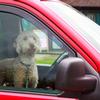 WARNING: Dogs die in hot cars