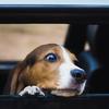 Drivers urged to protect dogs as temperatures soar