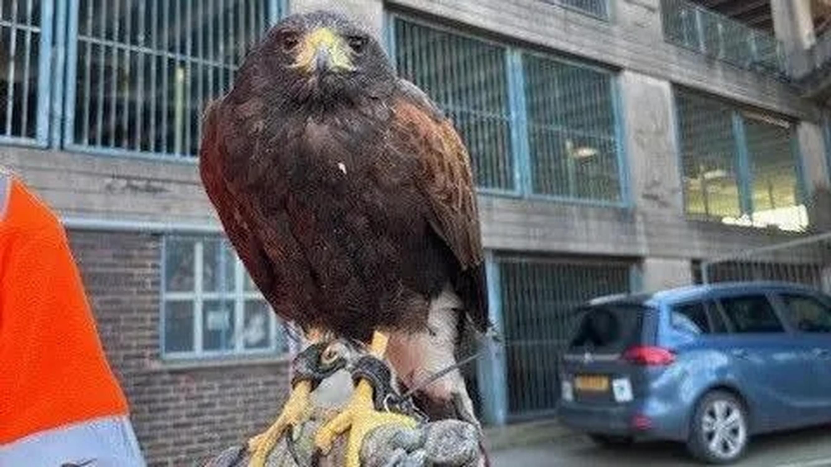 Chief the hawk (NE Lincolnshire Council)