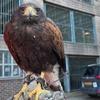 Hawks deter birds from nesting in car park set for demolition